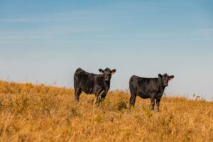 Digital JPG-Beef-Cattle-Kansas-2023-10-043